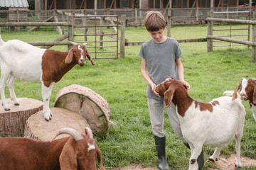Child has fun feeding and petting animals at the petting zoo