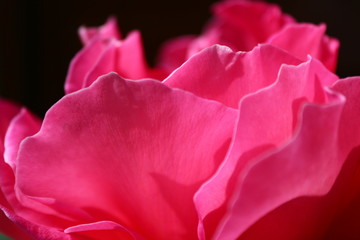 Rose soie