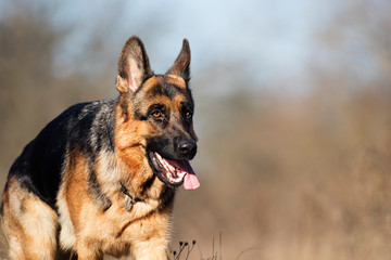 german shepherd dog outdoor