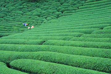 Tea plantations and Farmerettes - 茶畑と農婦