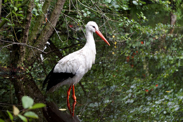 Storch