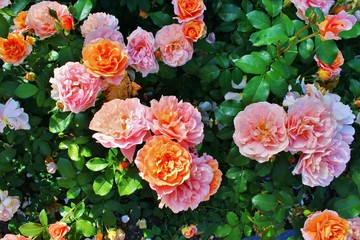 Pink and orange flowers