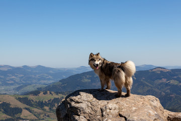 Husky dog looking back standing on a stone in the mountains