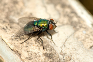 Green fly perched on  wall  