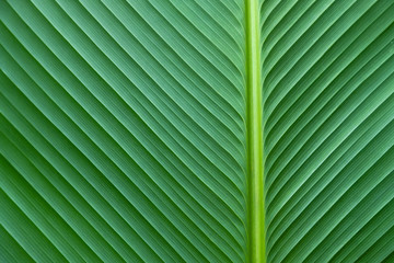 Close-up details of big green leaf, Cross line on surface of leaf. texture background, Abstract of green line