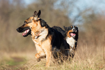 german shepherd dog outdoor