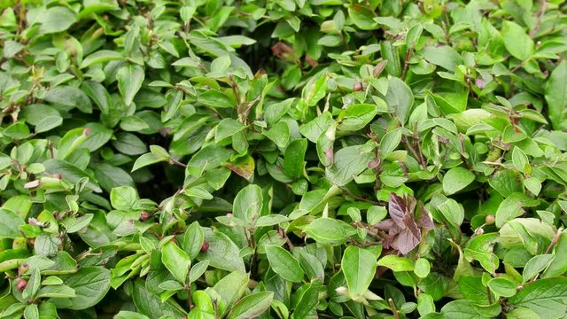 Greening of the city with bushes, including evergreen, landscaping of cities, municipal forestry
