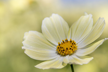 Obraz premium Lemon yellow cosmos, taken in Ibaraki prefecture, Japan