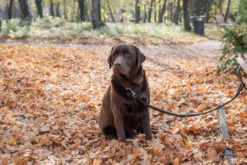 Beautiful big brown labrador dog in park in autumn