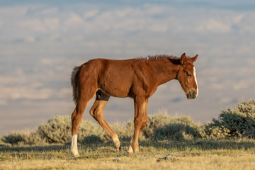 Cute Wild Horse Foal in Summer
