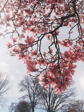 Pink blossom flowers from a tall tree up against the sunny sky