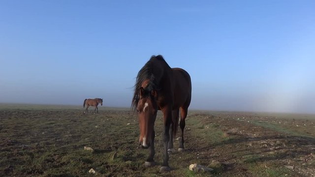 Jeunes chevaux sur le communal.