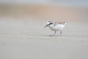 Lesser Sand Plover