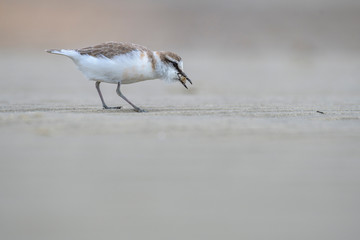 Lesser Sand Plover