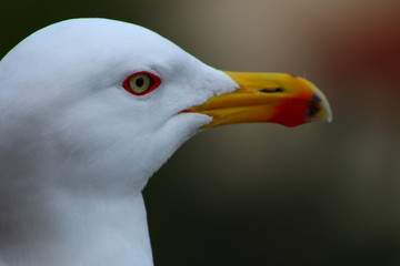 Mouette songeuse