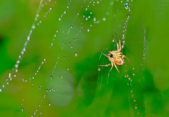 Spider and the web , in the garden 