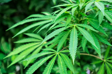 Naklejka na ściany i meble beautiful green bush cannabis bust