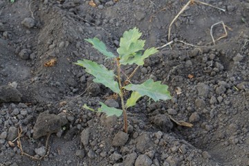 A small oak