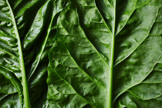 Close Up view of Large leaf sorrel