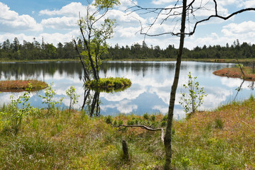 Fototapeta na wymiar Raised bog lake in the Wildsee nature reserve near Kaltenbronn, Black Forest, Germany