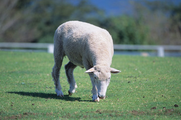 Obraz na płótnie Canvas Sheep grazing the grass - 草をはむ羊