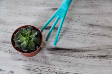 Succulents or cactus succulents in pot on the white background