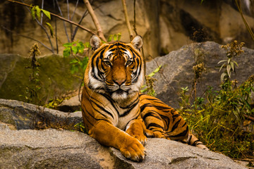 Fototapeta na wymiar Big Tiger in a Zoo, A tiger is lying on a rock, nice big tiger in a park
