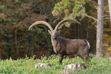 Bouquetin des Alpes