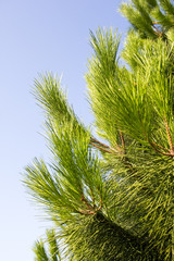 branch of fir