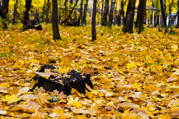 forest autumn Sunny