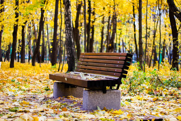 leaves on wooden bench