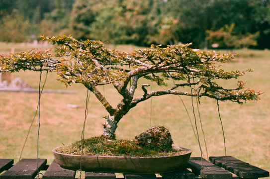 Bonsai tree in the park