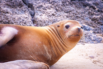 Fototapeta premium Galapagos Islands. Ecuador. Fur seal on the beach. Animals of the Galapagos Islands. Travel to Ecuador.