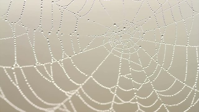 4K Footage of spiderweb with dew drops hanging on it at foggy morning. Amazing beauty of nature with soft focus. Water drops on spider web close up at foggy morning.