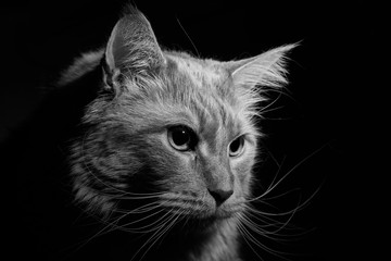 Maine coon