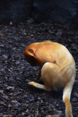 Golden lion tamarin