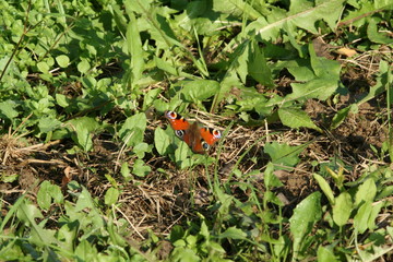 butterfly between the grass and flowers