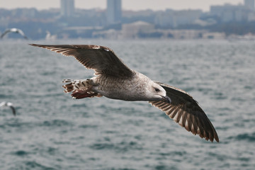 Naklejka premium Over Bosphorus