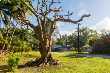 View of small town Laura with colorful houses, green lawns, palm trees. Majuro atoll, Marshall...