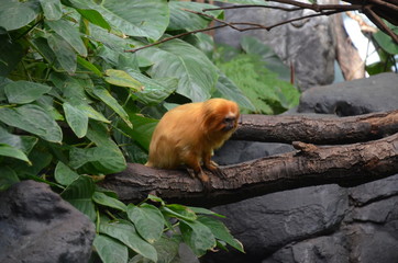 Golden lion tamarin