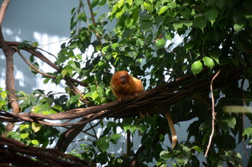 Golden lion tamarin