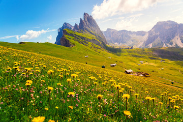Dolomites Alps in springtime, green grass and flowers, Seceda mount in background. Trentino Alto...