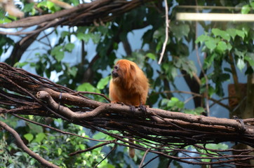 Golden lion tamarin