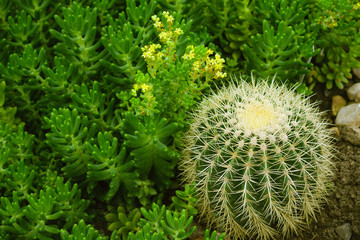 sedum lucidum in bloom with yellow little flowers and echinocactus grusonii hildm small size, cactus and succulent grows together in a garden