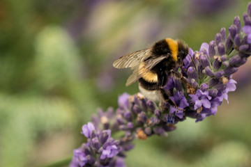 In our garden we grow a few lavender plants. The flowers yield abundant nectar, from which bees make a high-quality honey.