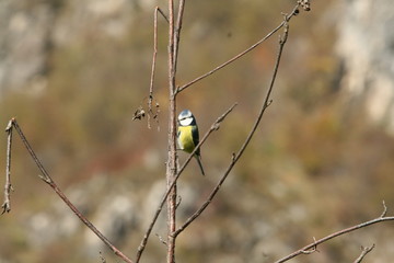 Great tit in acrobatics