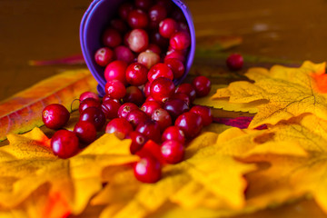 scattered berries of a cranberry on a yellow leaves