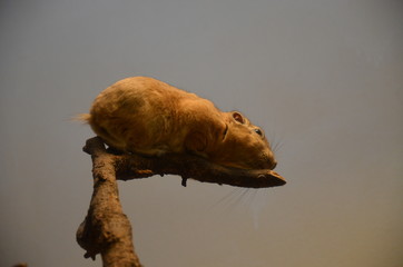 Common gundi (Ctenodactylus gundi)