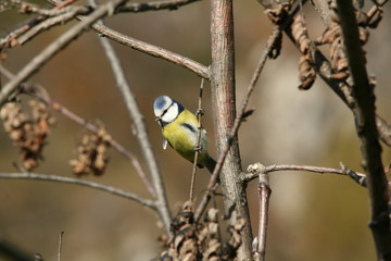 The nice and lively bird blue tit