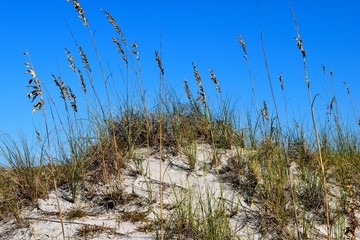 Sea Oats at the ocean beach sand dunes Florida, USA